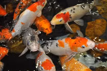 Chiêm ngưỡng những hồ cá Koi bạc tỷ của đại gia Việt