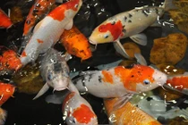 Chiêm ngưỡng những hồ cá Koi bạc tỷ của đại gia Việt