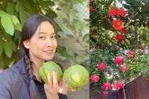 Thích mắt vườn cây trĩu quả trong biệt thự của Dương Mỹ Linh 