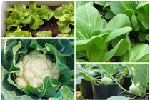 5 loại rau trồng ban công, Tết ăn không xuể