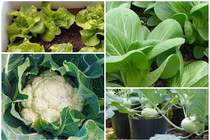 5 loại rau trồng ban công, Tết ăn không xuể