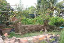 Vú sữa dáng “rồng” độc nhất, chục tỷ chủ chưa bán