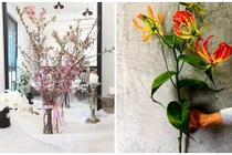 Thú chơi cây cảnh nhập ngoại của đại gia Việt ngày Tết