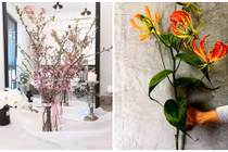 Thú chơi cây cảnh nhập ngoại của đại gia Việt ngày Tết