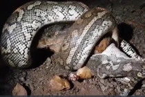 Nghe tiếng động sau vườn, gia đình chạy ra thì nhìn thấy cảnh đáng sợ 