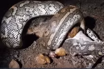 Nghe tiếng động sau vườn, gia đình chạy ra thì nhìn thấy cảnh đáng sợ 