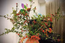 Cành cherry rừng mọc hoang vùng bỗng sốt chợ mạng thủ đô