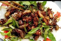 Dân nhậu lùng mua ve sầu non giá nửa triệu đồng/kg