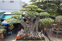 Choáng váng cây cảnh “đệ nhất trời nam” giá 60 tỷ đồng