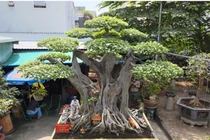 Choáng váng cây cảnh “đệ nhất trời nam” giá 60 tỷ đồng