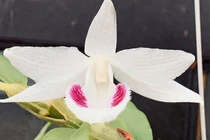 Loạt thương vụ lan đột biến tiền tỷ rúng động thị trường 2020 