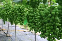 Nho sữa Hàn Quốc hút khách đại gia Việt được trồng thế nào?