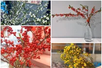 Những loại hoa nhập khẩu gây sốt, chị em đua nhau mua chơi Tết