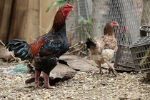 3 loại gà tiền triệu cứ đến Tết lại “cháy hàng“