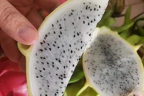 Vì sao thanh long ruột như thạch dừa giá “chát” vẫn “cháy hàng“?