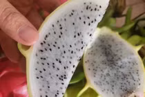 Vì sao thanh long ruột như thạch dừa giá “chát” vẫn “cháy hàng“?