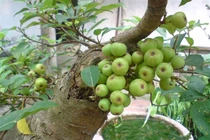 Thích mắt loạt bonsai sung chi chít quả hút khách cận Tết