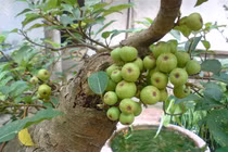 Thích mắt loạt bonsai sung chi chít quả hút khách cận Tết