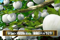 Kỳ lạ giống táo “ma” có vỏ và ruột màu trắng muốt