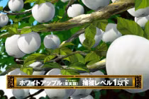 Kỳ lạ giống táo “ma” có vỏ và ruột màu trắng muốt