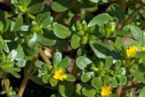 Những loại rau dại ở Việt Nam được thế giới săn lùng