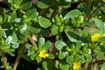 Những loại rau dại ở Việt Nam được thế giới săn lùng