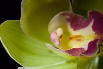 Giá của loài hoa phong lan này khiến đại gia “đau tim”