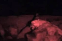 Video: Linh cẩu vây hãm đánh hội đồng sư tử trong đêm tối