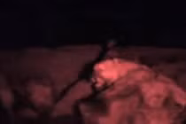 Video: Linh cẩu vây hãm đánh hội đồng sư tử trong đêm tối