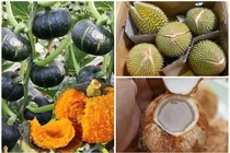 3 loại quả tí hon “gây bão” thị trường Việt 