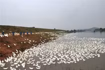 Cầm 2 bằng đại học về quê, chiều chiều lùa đàn vịt trắng ra đồng