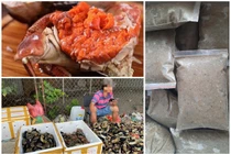 Kỳ lạ những cua giá rẻ "bất thường" bán tràn lan chợ mạng, vỉa hè