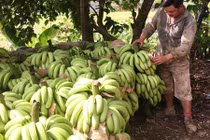 Vựa chuối Lào Cai chín vàng khắp nơi, giá rẻ như bèo