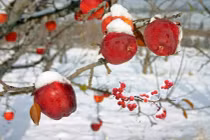 “Đột nhập” trang trại trồng táo mật đắt nhất thế giới, 1 cành chỉ có 1 quả