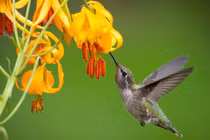 Những gười sinh ngày Âm lịch này một đời viên mãn, phúc lộc dư dả 