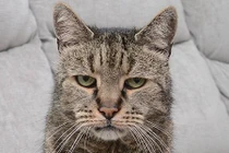 Cụ mèo già nhất thế giới chết ở tuổi “144” 