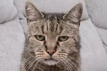 Cụ mèo già nhất thế giới chết ở tuổi “144” 