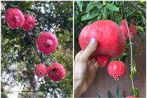 Đã mắt vườn lựu chín trong vườn nhà Dương Mỹ Linh