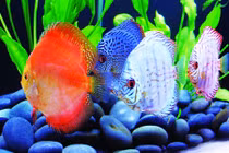 Cá dĩa ngũ sắc giá bạc triệu hút khách có gì lạ?