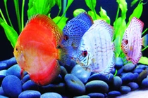 Cá dĩa ngũ sắc giá bạc triệu hút khách có gì lạ?