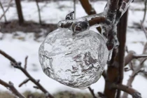 Lạ kỳ những quả “táo ma” xuất hiện trong đợt lạnh kỷ lục