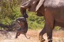 Vì sao voi mang xác con non đã chết trong nhiều ngày?