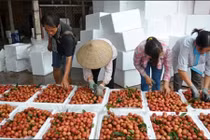 Đưa nông sản “đi Tây”: Chấm dứt tư duy “mạnh ai nấy làm”