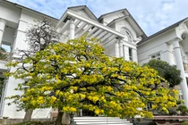 Mục sở thị lão mai trăm tuổi đạt kỷ lục “Độc bản tại Việt Nam”