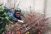 29 Tết: Tiểu thương ngủ gật, đào quất ế chỏng chơ