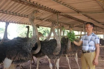 "Đột nhập" những trại nuôi đà điểu thu tiền tỷ 