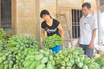 Sự thật chuối khủng nửa cân “ngậm” chất kích phọt