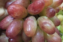 Tận mục giống nho ba màu Ninh Thuận hút khách Việt