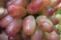 Tận mục giống nho ba màu Ninh Thuận hút khách Việt