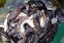 Sự thật "ngã ngửa" về loại nấm lạ đen xì đang gây sốt thị trường